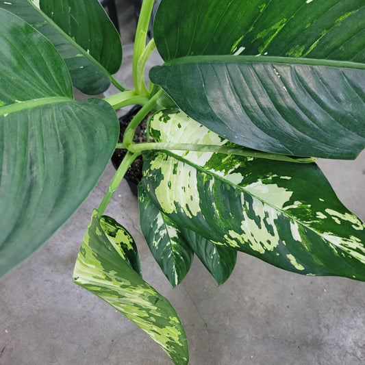 LARGE PLANTS - Dieffenbachia 'Puerto Rico' - 8"