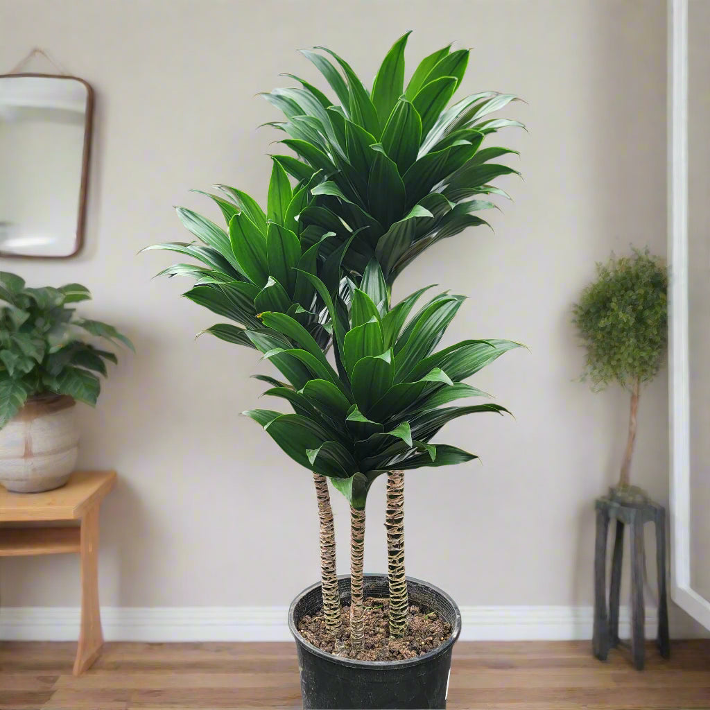 LARGE PLANTS - DRACAENA DEREMENSIS COMPACTA - 9"