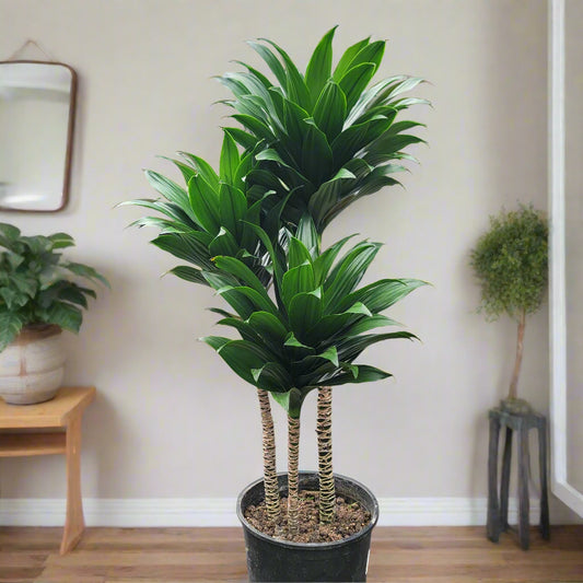 LARGE PLANTS - DRACAENA DEREMENSIS COMPACTA - 9"