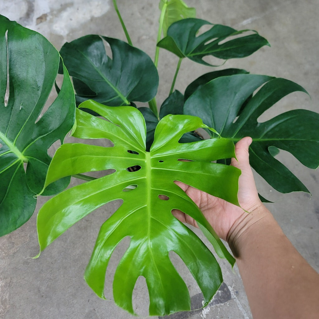 LARGE PLANTS - Monstera Deliciosa - 10" (promo - No Shipping)
