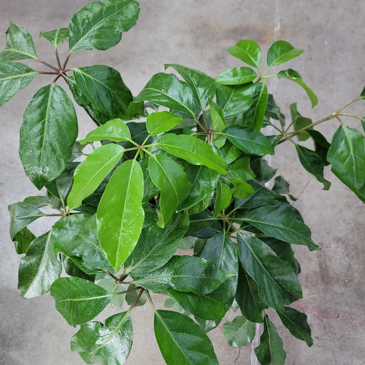 LARGE PLANTS - Schefflera Amate - 10" (no Shipping)