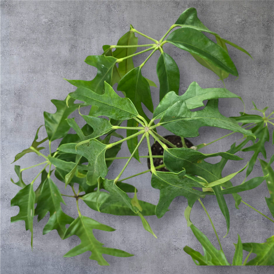 LARGE PLANTS - Schefflera Nova - 6'