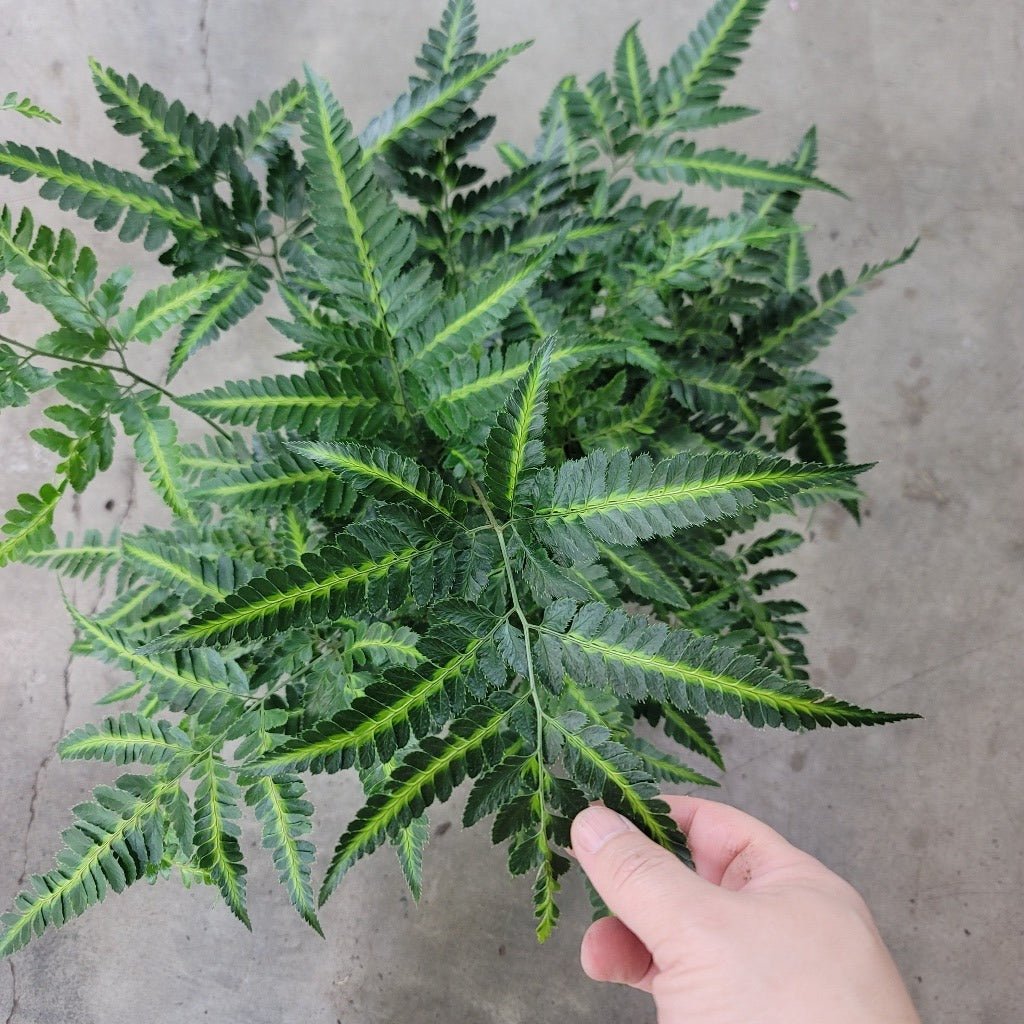 LOW LIGHT PLANTS - Arachniodes Simplicior 'Variegata' - 4"