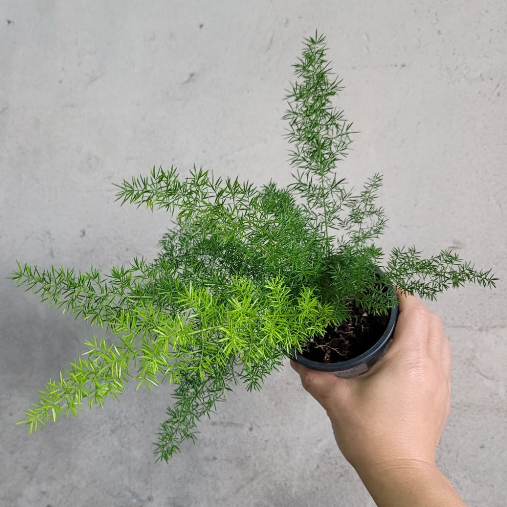 LOW LIGHT PLANTS - Asparagus Densiflorus 'Myers' - 4"