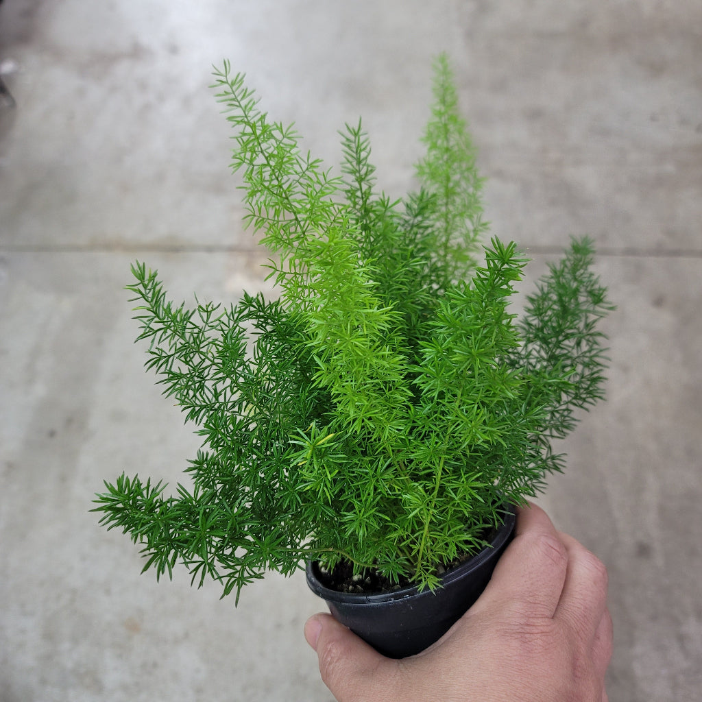 LOW LIGHT PLANTS - Asparagus Densiflorus 'Myers' - 4"
