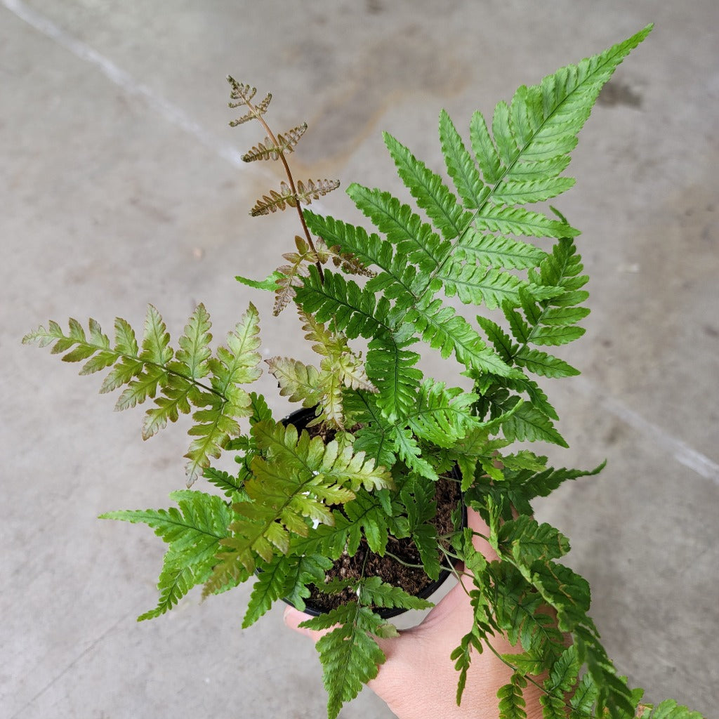 LOW LIGHT PLANTS - AUTUMN FERN - 4"