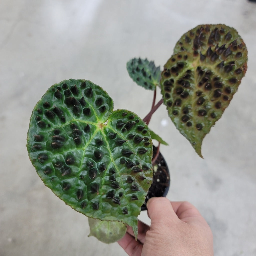 LOW LIGHT PLANTS - BEGONIA FEROX - 4"