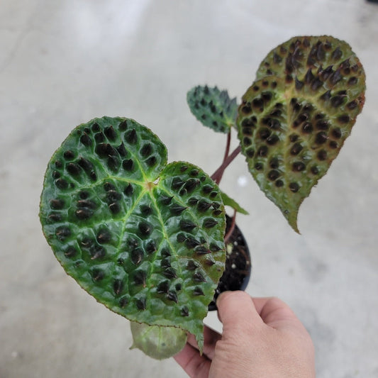 LOW LIGHT PLANTS - BEGONIA FEROX - 4"
