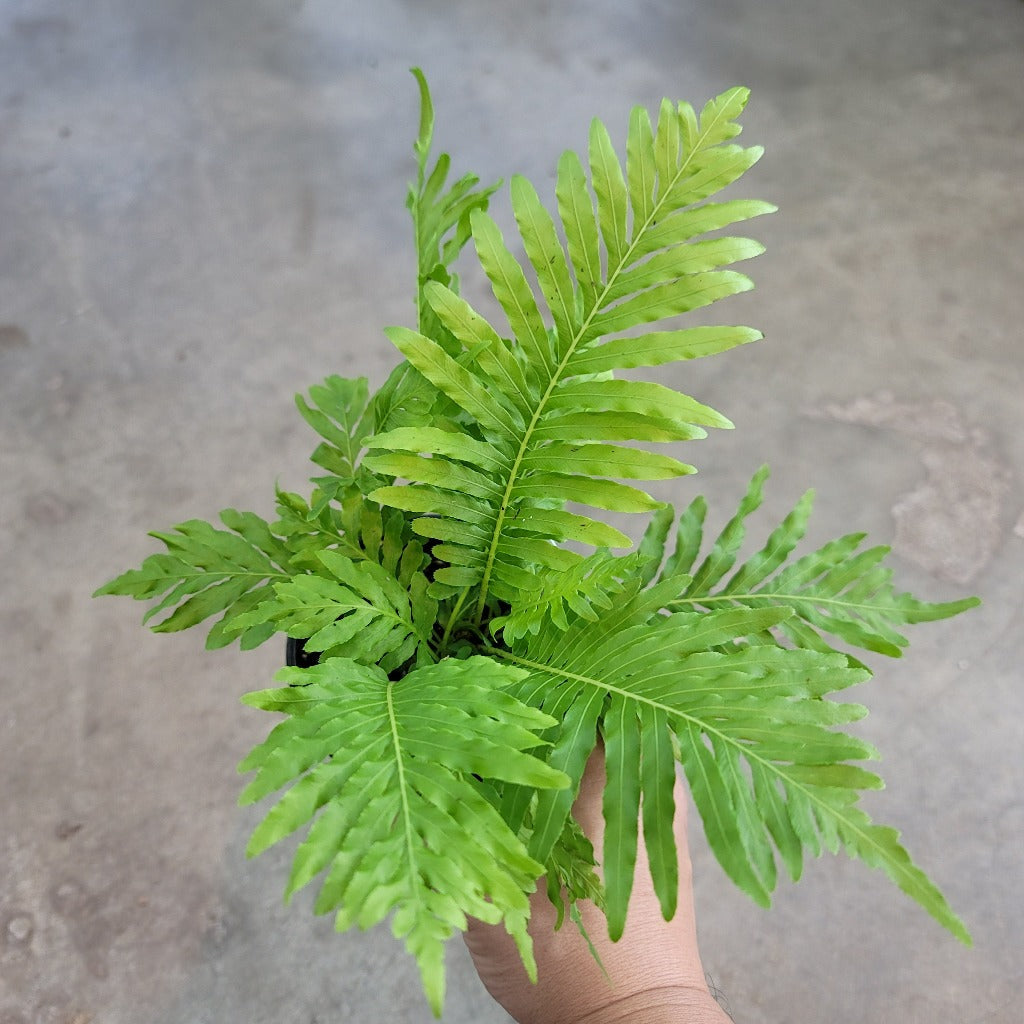 LOW LIGHT PLANTS - Blechnum Gibbum - 4"