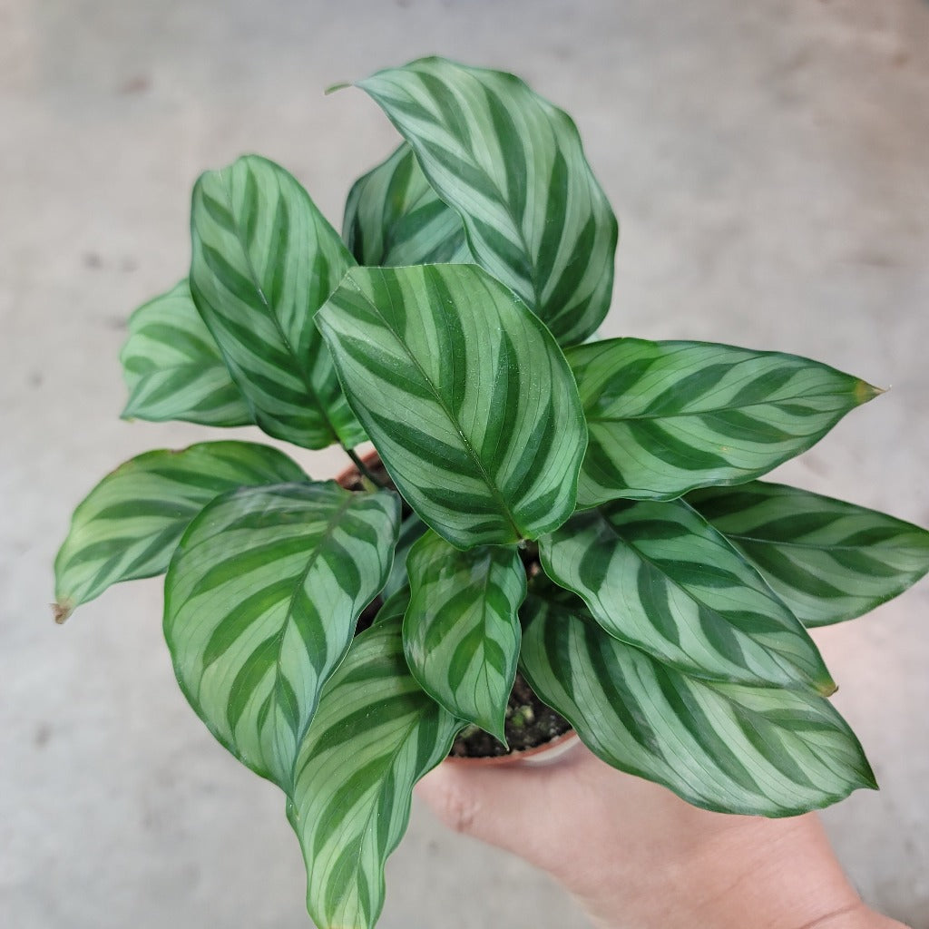 LOW LIGHT PLANTS - Calathea Concinna - 4"