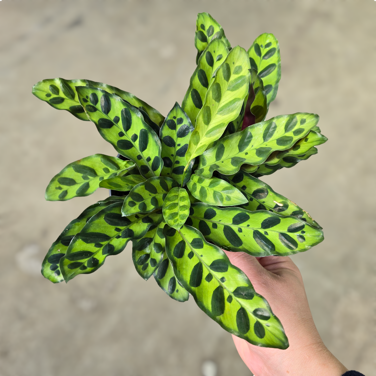 LOW LIGHT PLANTS - Calathea Lancifolia - 6.5"