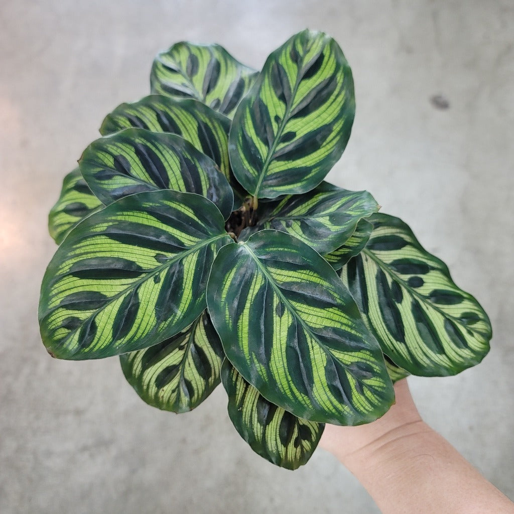 LOW LIGHT PLANTS - Calathea Makoyana - 4"