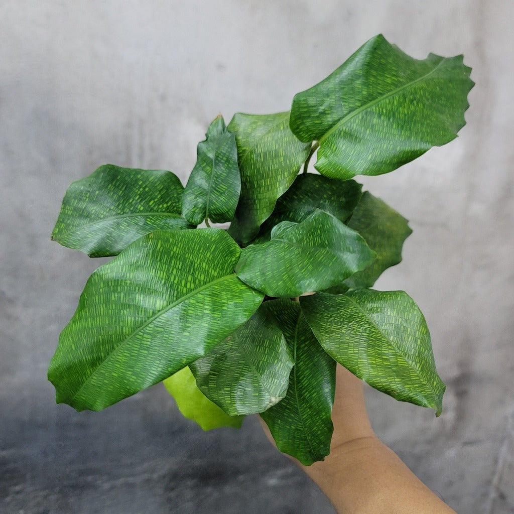 LOW LIGHT PLANTS - CALATHEA MUSAICA - 4"