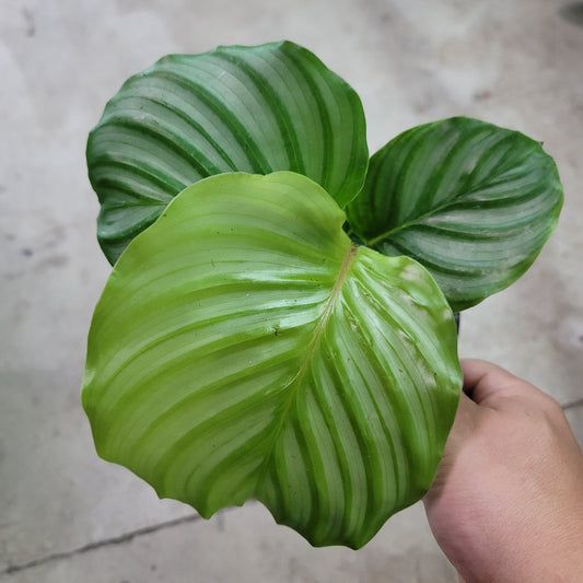 LOW LIGHT PLANTS - CALATHEA ORBIFOLIA - 4"