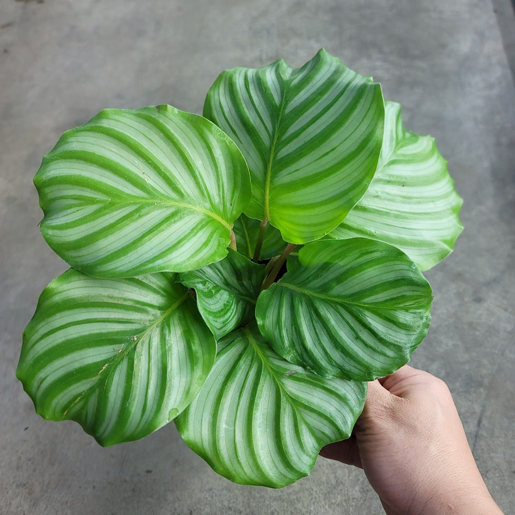 LOW LIGHT PLANTS - Calathea Orbifolia - 6"