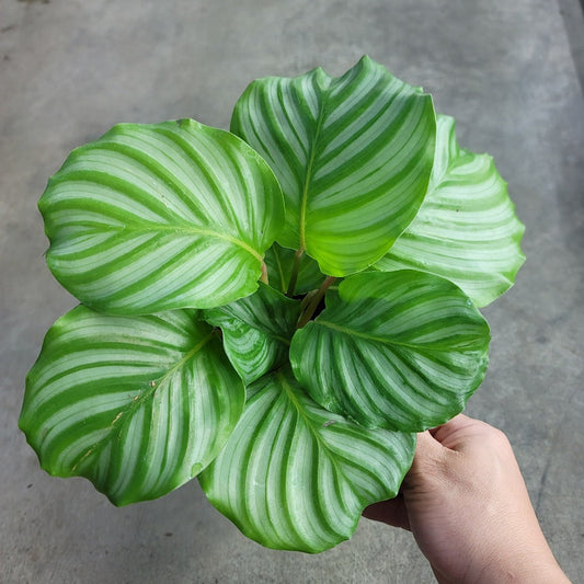 LOW LIGHT PLANTS - Calathea Orbifolia - 6"