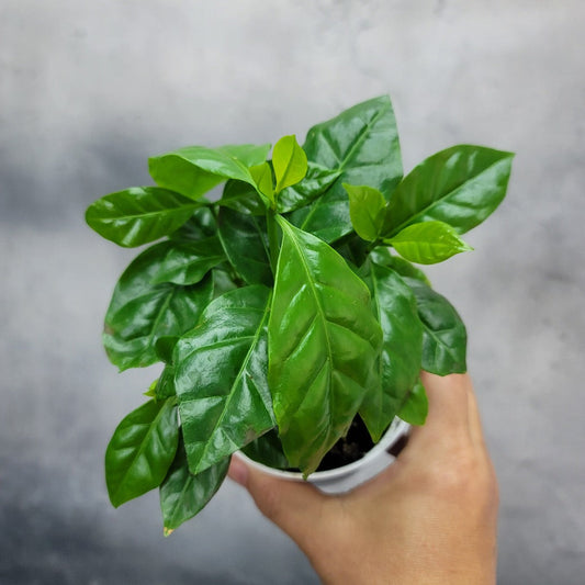 LOW LIGHT PLANTS - COFFEE PLANT - 4"
