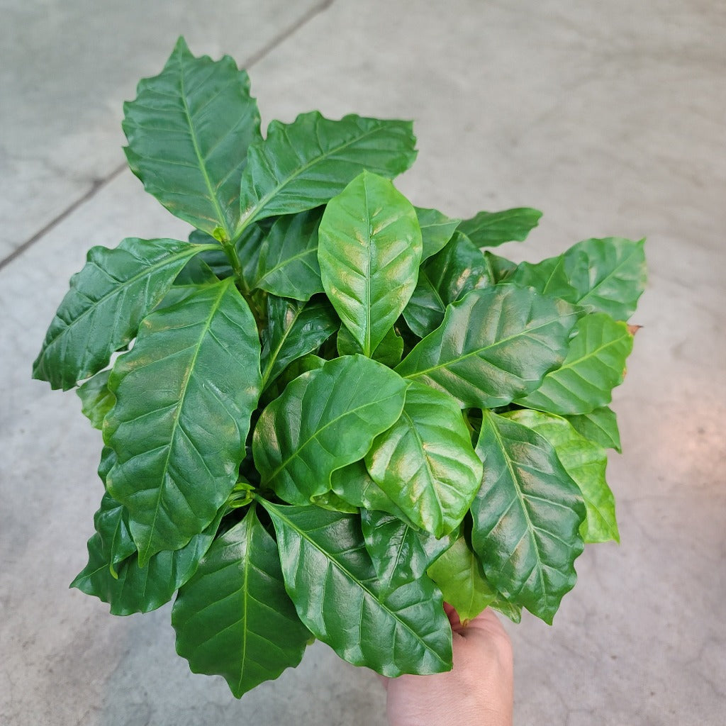 LOW LIGHT PLANTS - Coffee Plant - 6"