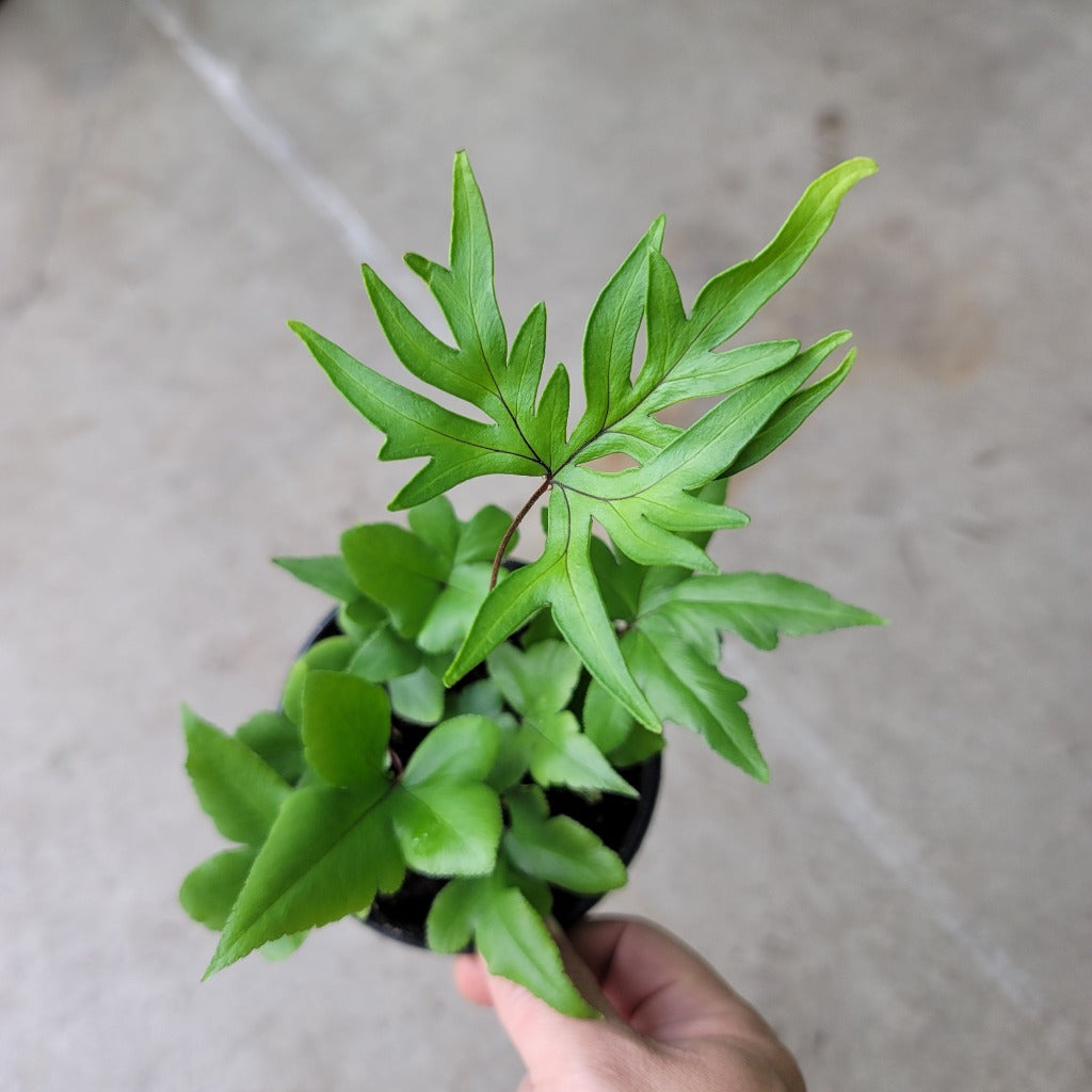 LOW LIGHT PLANTS - DIGIT FERN - 4"