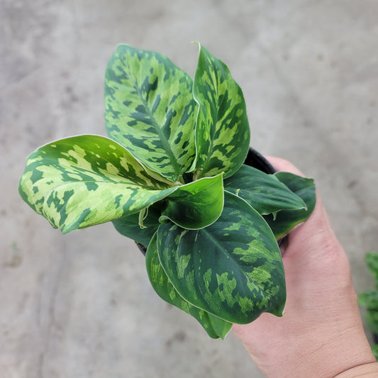 LOW LIGHT PLANTS - Homalomena Wallisii 'Camouflage' - 4"