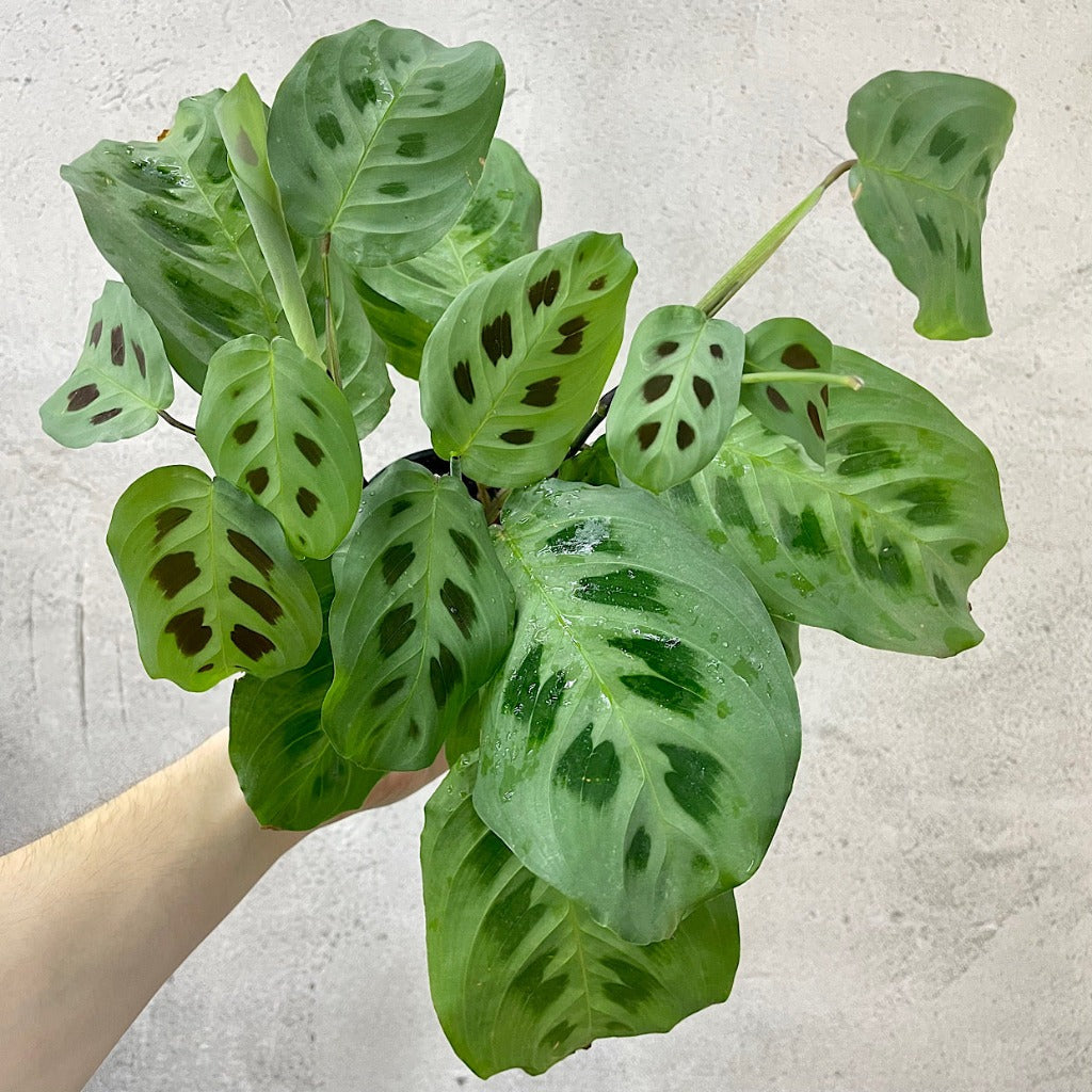 LOW LIGHT PLANTS - MARANTA LEUCONEURA GREEN - 4"