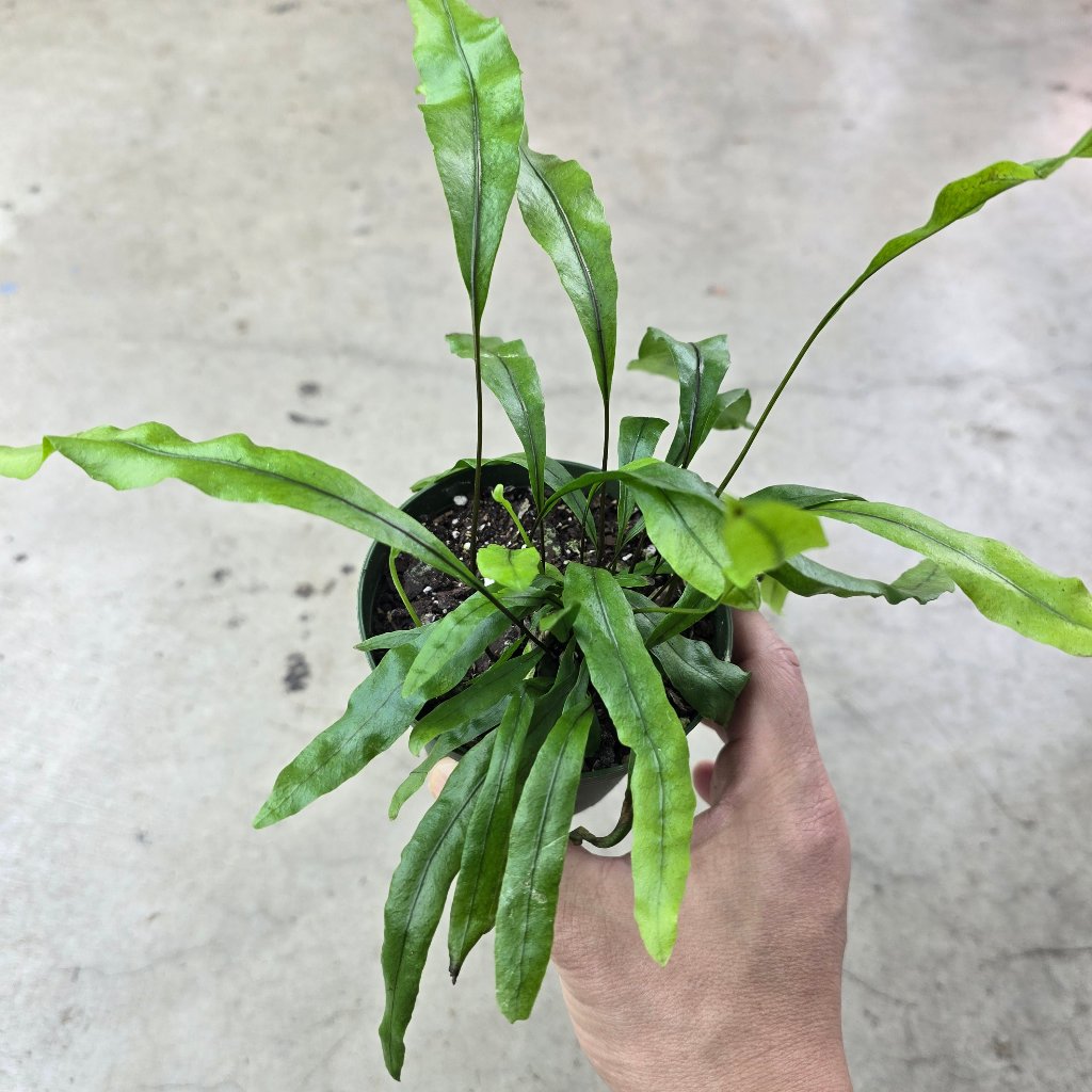 LOW LIGHT PLANTS - Microsorum Diversifolium - 4"