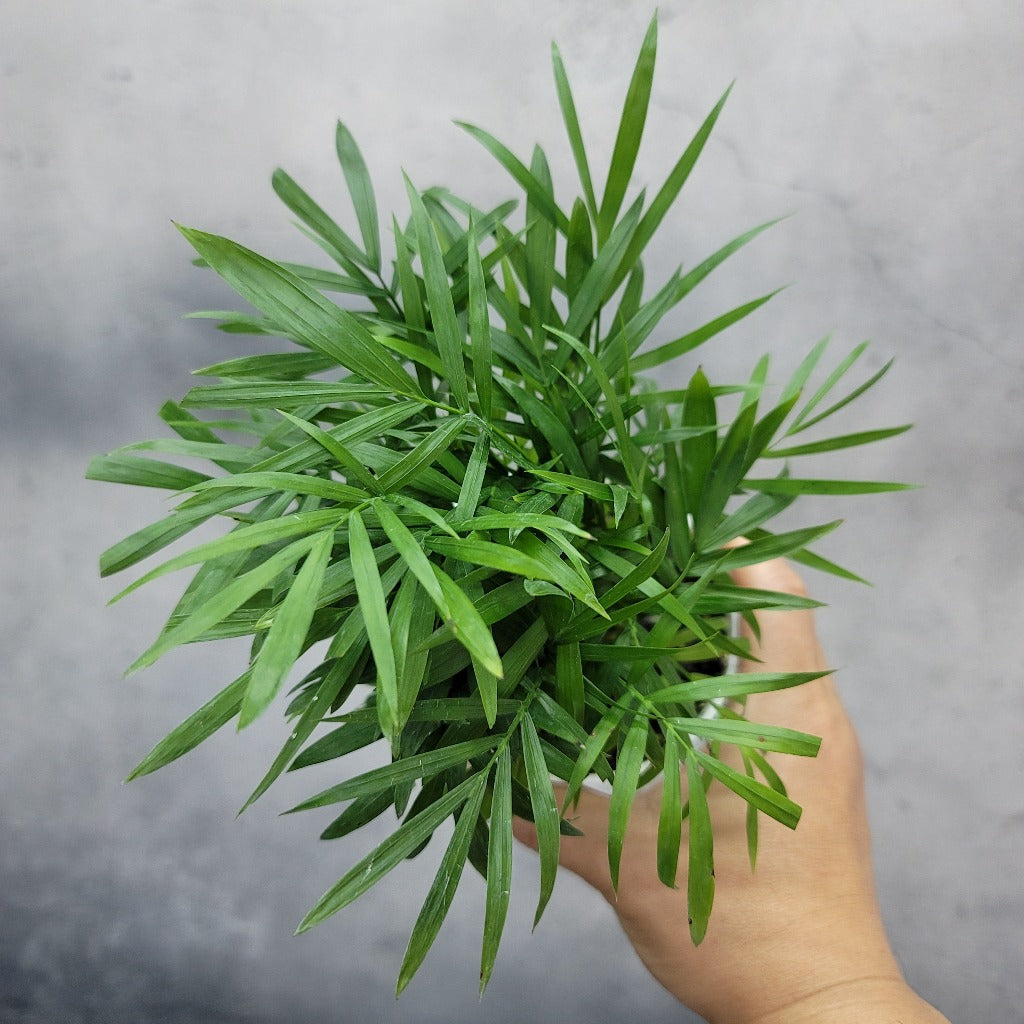 LOW LIGHT PLANTS - NEANTHE BELLA PALM - 4"
