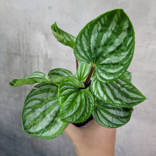 LOW LIGHT PLANTS - PEPEROMIA SULCATA - 4"