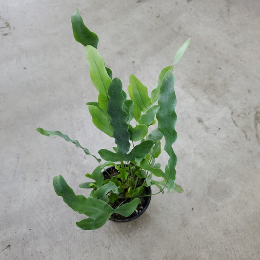 LOW LIGHT PLANTS - Phlebodium Aureum - 4"