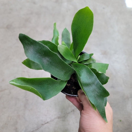 LOW LIGHT PLANTS - Platycerium Bifurcatum - 4"