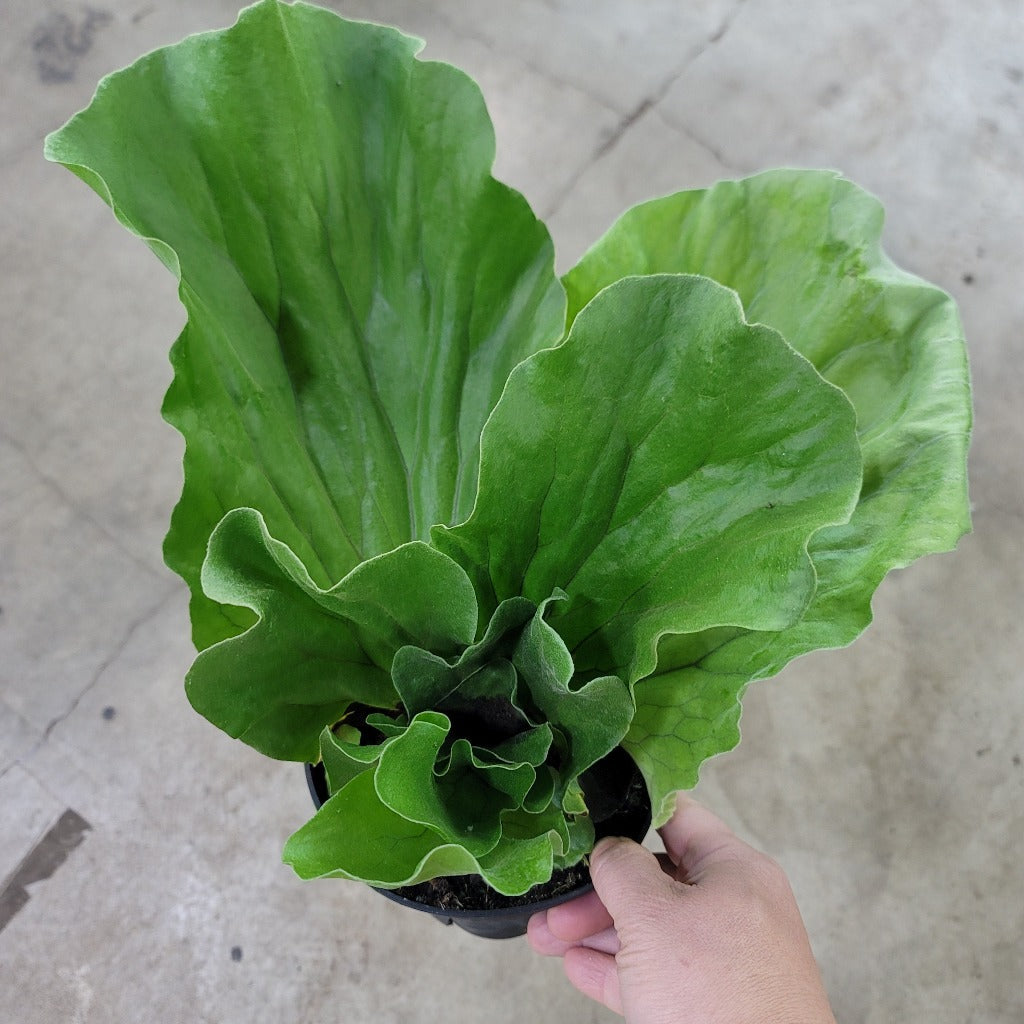 LOW LIGHT PLANTS - Platycerium Elephantotis - 6"