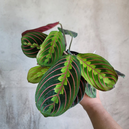 LOW LIGHT PLANTS - RED MARANTA PRAYER PLANT - 4"
