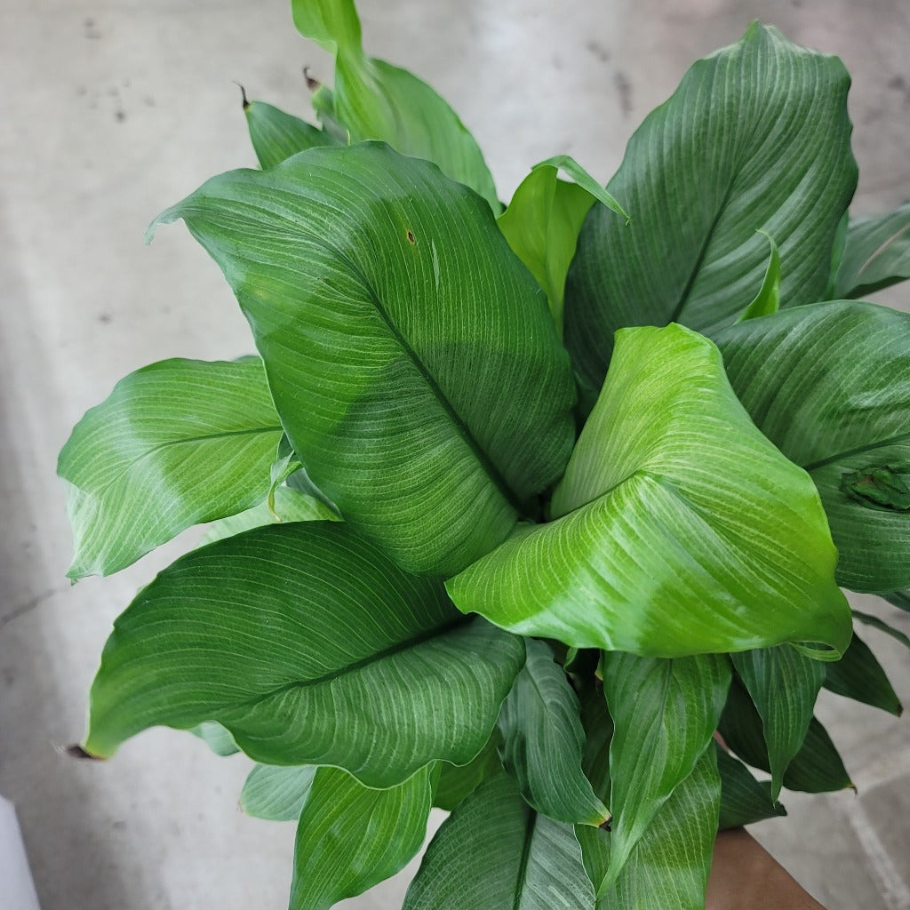 LOW LIGHT PLANTS - Spathiphyllum 'Platinum Mist' - 4"