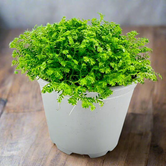 LOW LIGHT PLANTS - Spike Moss - 4"