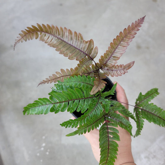 LOW LIGHT PLANTS - Tricolor Fern - 4"