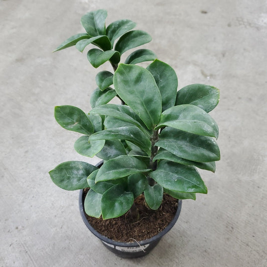 LOW LIGHT PLANTS - Zenzi ZZ - 4"