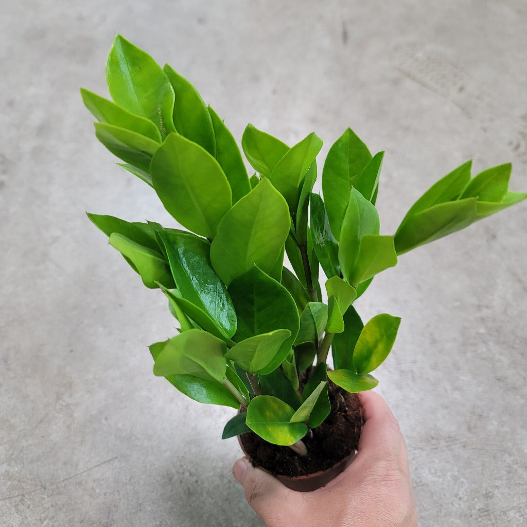 LOW LIGHT PLANTS - ZZ PLANT - 4"