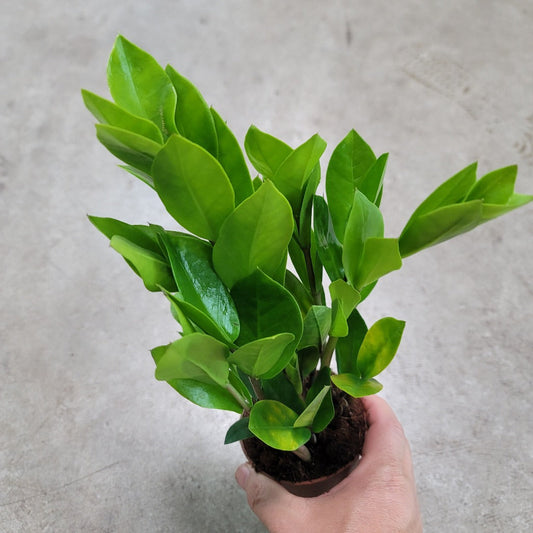 LOW LIGHT PLANTS - ZZ PLANT - 4"