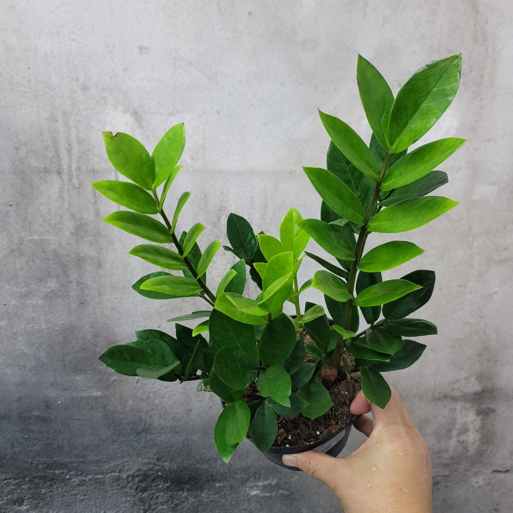 LOW LIGHT PLANTS - ZZ PLANT - 6"