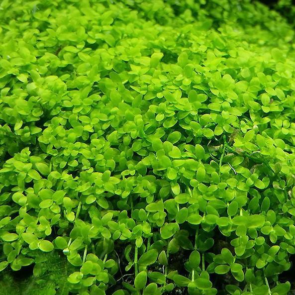 Micranthemum 'Monte Carlo' - 2"