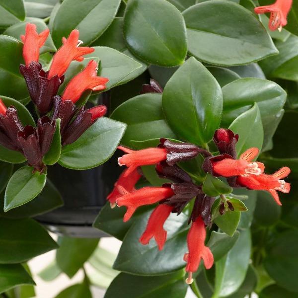 Aeschynanthus 'Mona Lisa' - 4"
