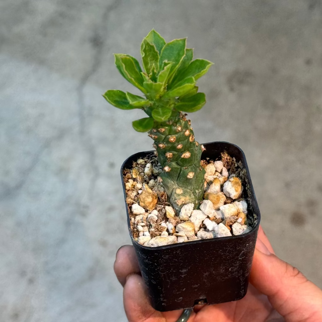 Monadenium stapelioides - 2"