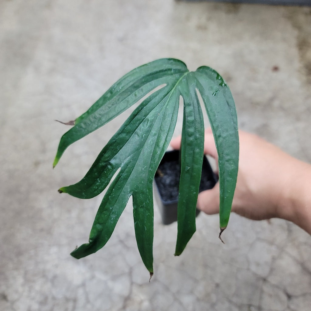 MONSTERA - Amydrium Zippelianum