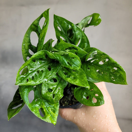 MONSTERA - MONSTERA ADANSONII - 4"