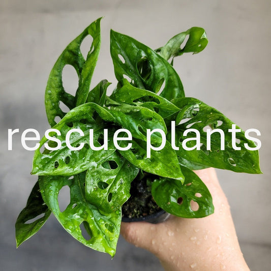 Monstera adansonii - 4" (rescue)