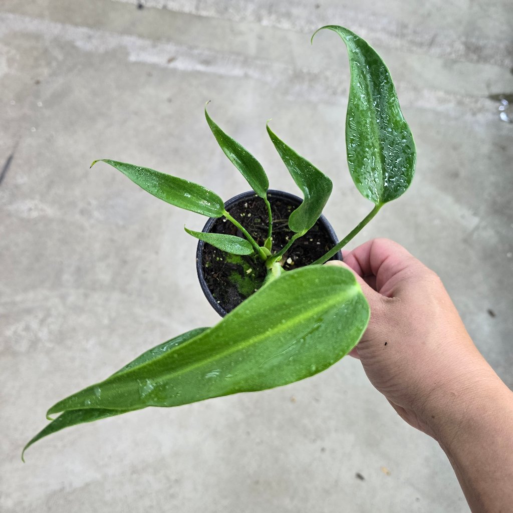 MONSTERA - Monstera Burle Marx Flame - 4"