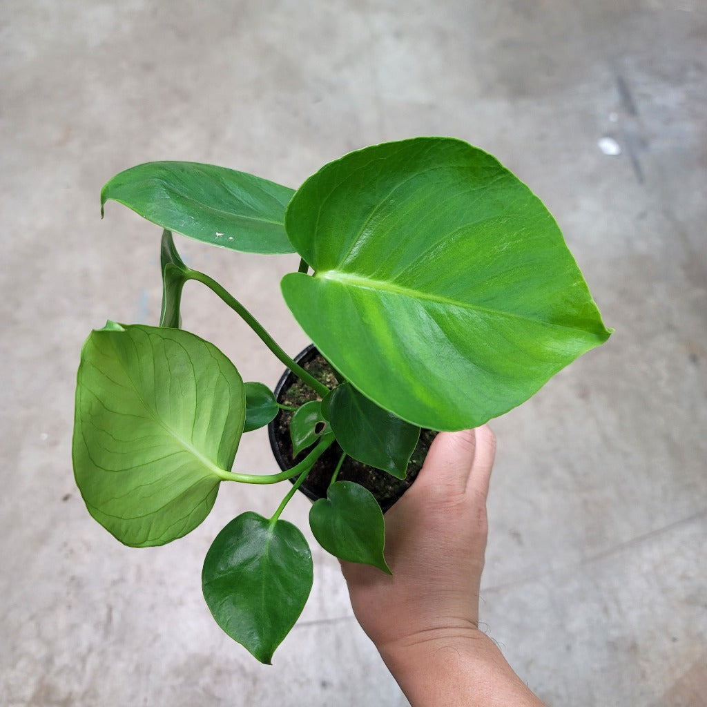 MONSTERA - Monstera Deliciosa - 4" (juvenile)