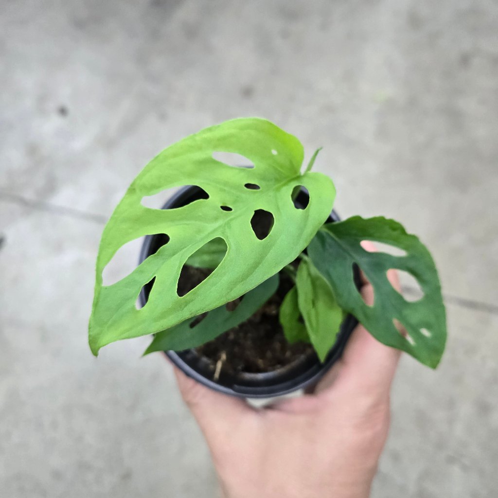 MONSTERA - Monstera Esqueleto - 4"