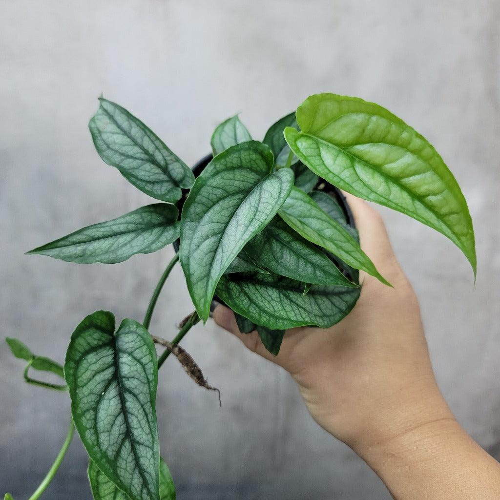 MONSTERA - MONSTERA SILTEPECANA - 4"