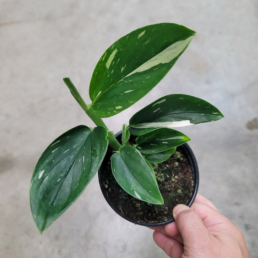 MONSTERA - Monstera Standleyana Albo Variegata - 4"